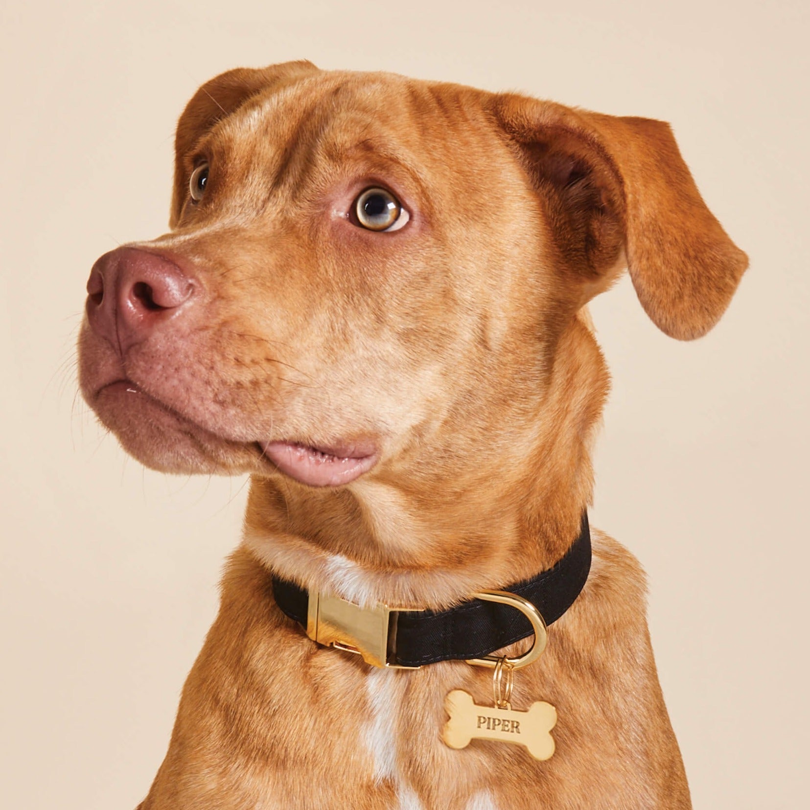 Onyx Dog Collar
