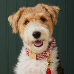 Red Gingham Collar Walk Set