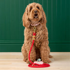 Cherry Jubilee Collar Walk Set