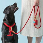 Ruby Harness Walk Set