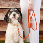 Golden Poppies Collar Walk Set
