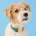 Gone Fishing Dog Collar