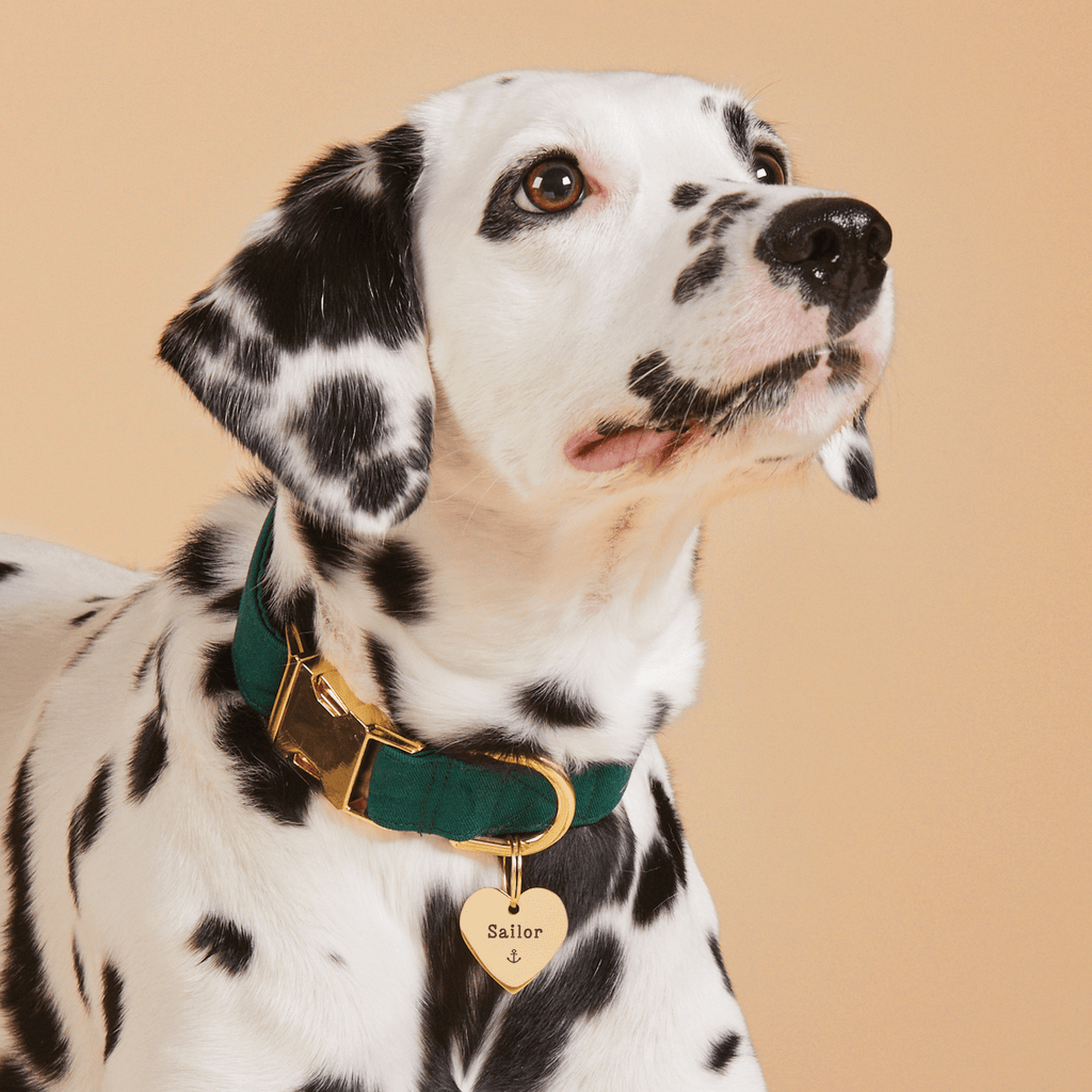 Heart Pet ID Tag: Anchor Icon