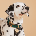 Heart Pet ID Tag: Anchor Icon