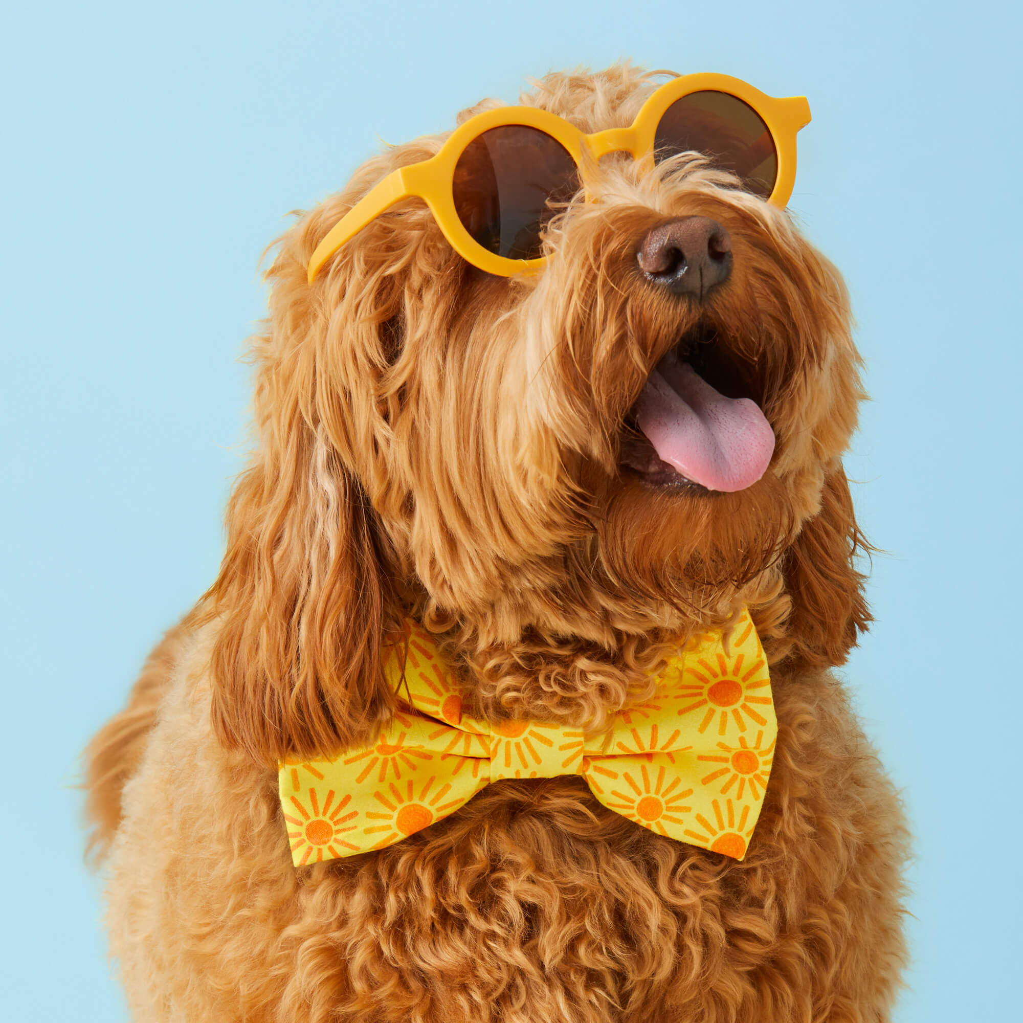 Here Comes the Sun Dog Bow Tie