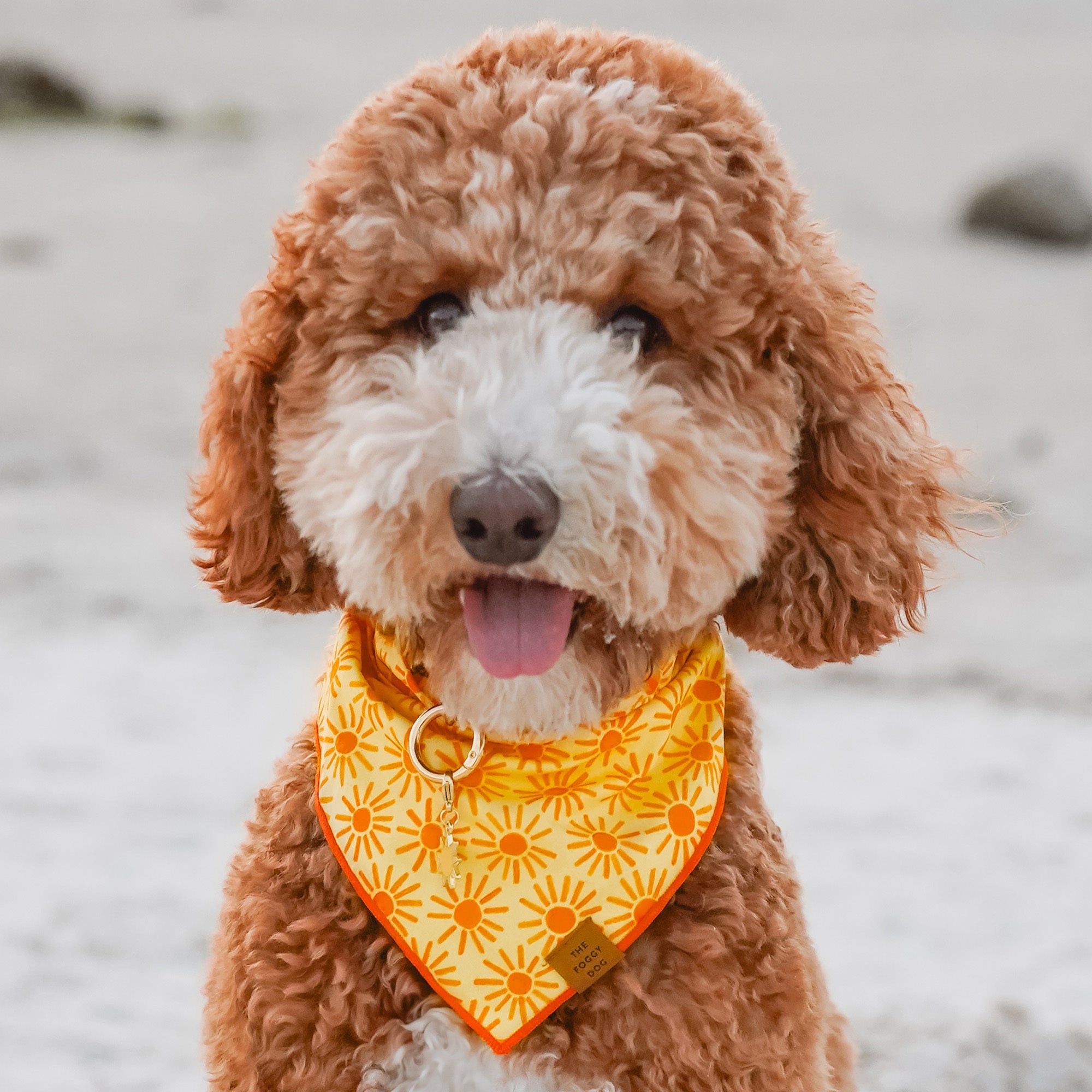 Here Comes the Sun Dog Bandana