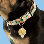 Peaches and Cream Dog Collar