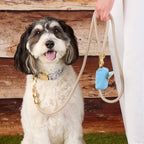 S’more to Love Collar Walk Set