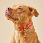 Berry Sweet Dog Collar