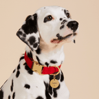 Circle Pet ID Tag: Anchor Icon