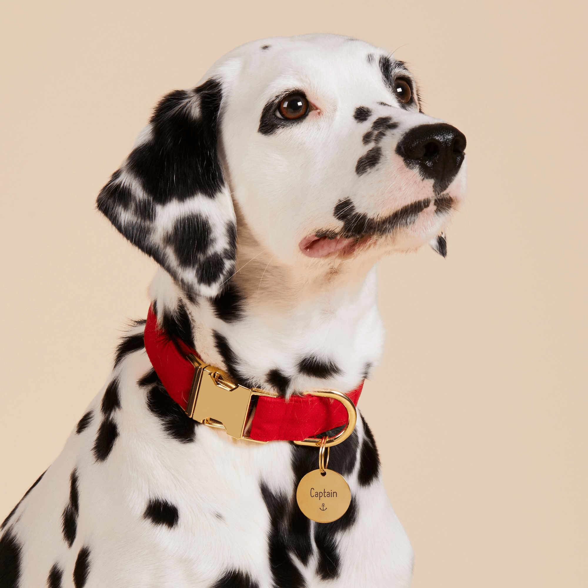 Circle Pet ID Tag: Anchor Icon