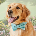 Robin’s Egg Velvet Dog Bow Tie