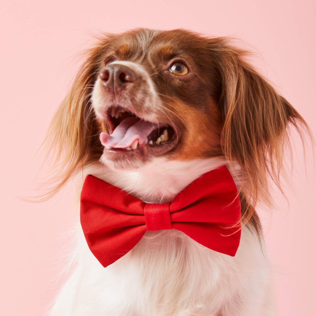 Ruby Dog Bow Tie
