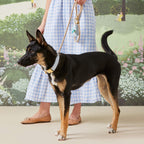 Sky Blue Gingham Collar Walk Set