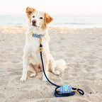 Lake Blue Gingham Collar Walk Set