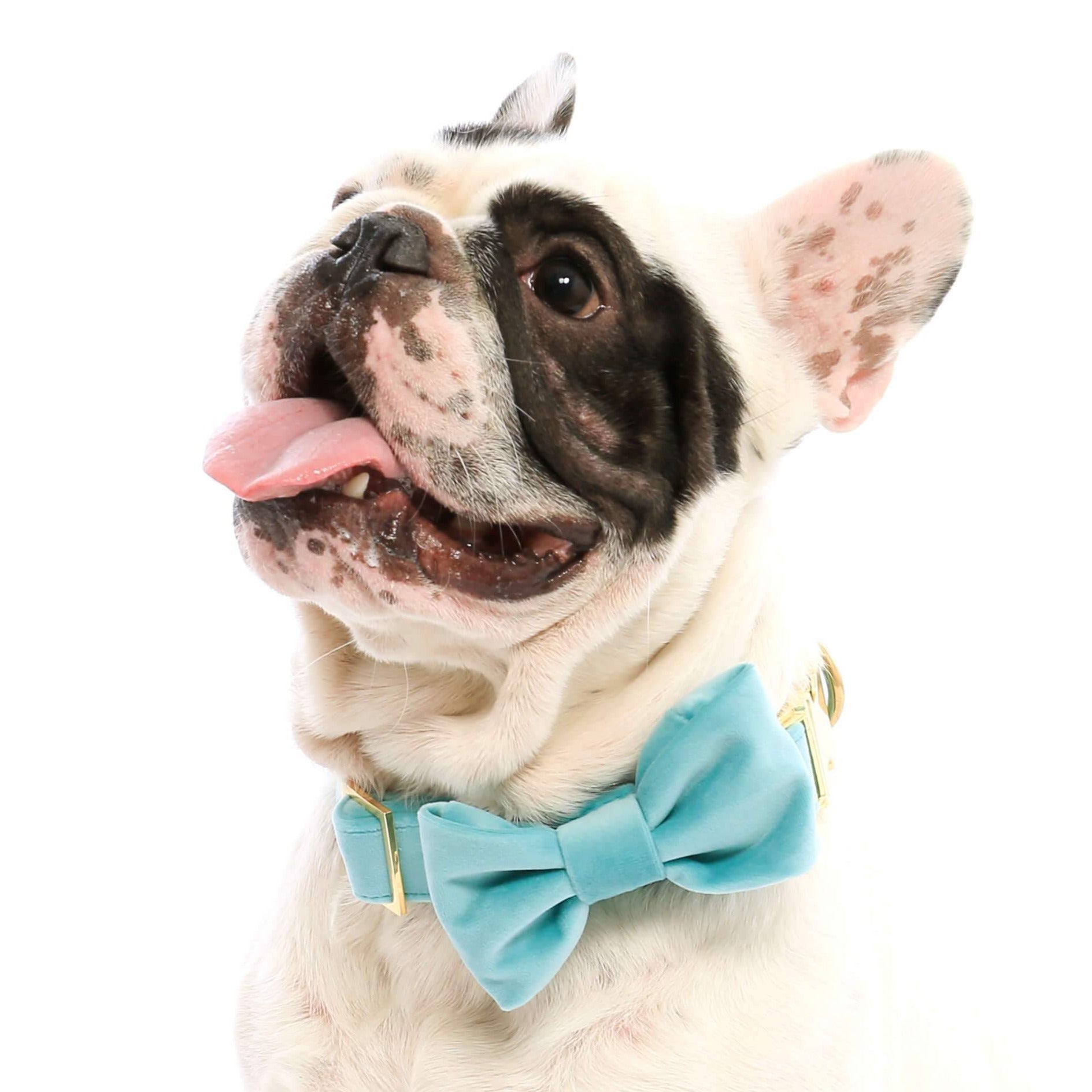 Robin’s Egg Velvet Bow Tie Collar